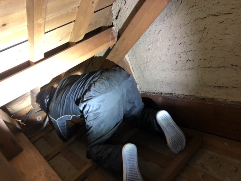 ネズミ駆除作業天井裏