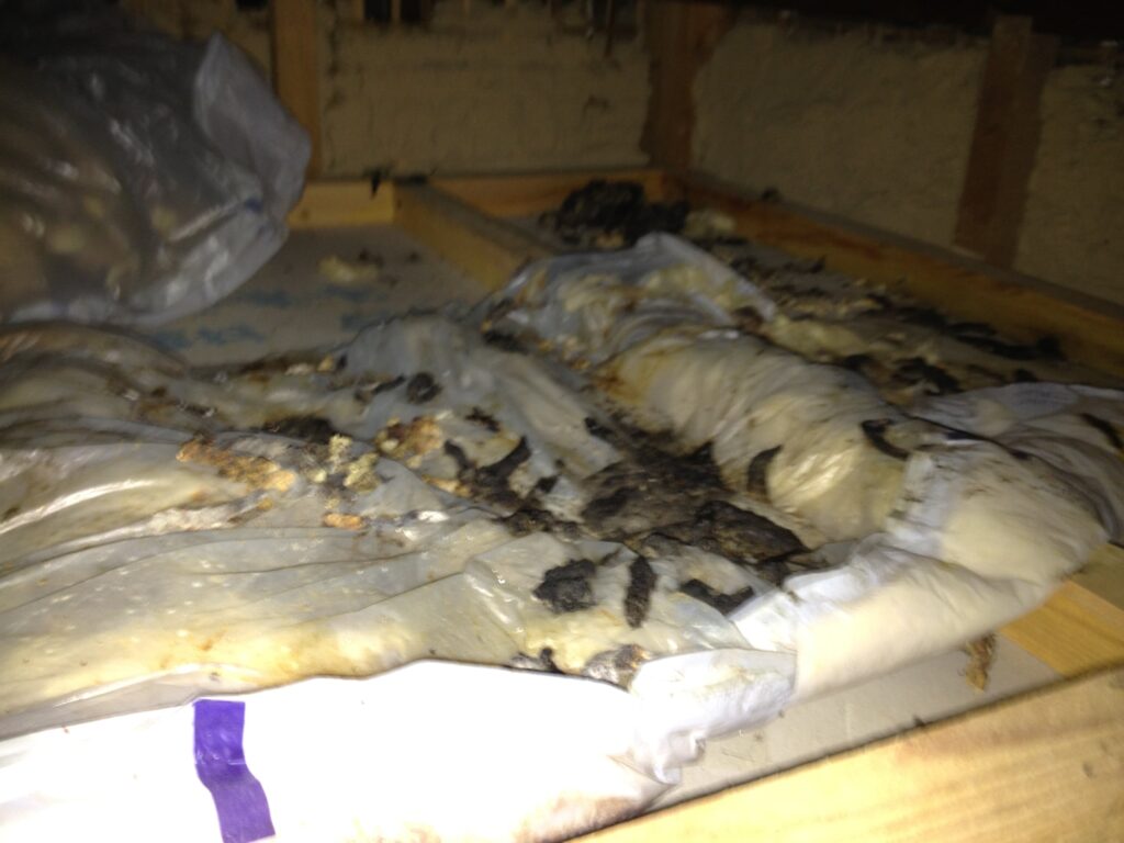 天井裏のイタチ被害